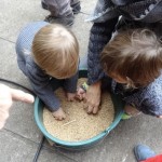 les grains de blé, plaisir des petits doigts !